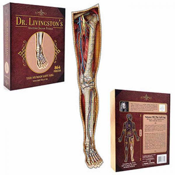 Dr Livingston's Anatomy Jigsaw Puzzle: Volume IV: The Human Left Leg